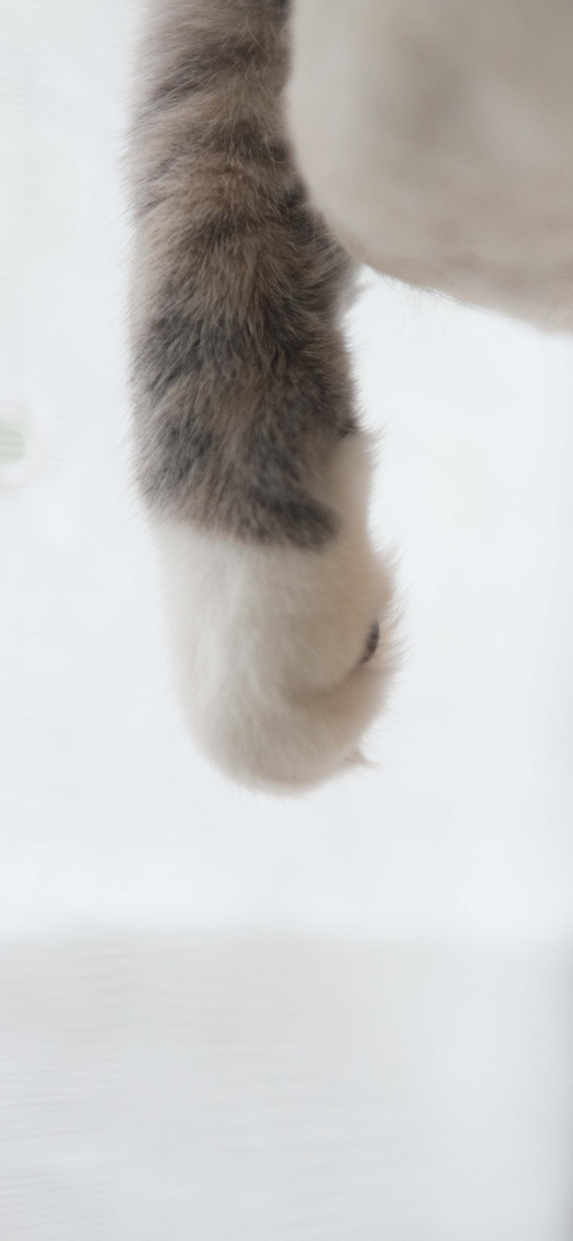 [2436×1125]猫爪 猫咪 可爱 萌 宠物 苹果手机壁纸图片