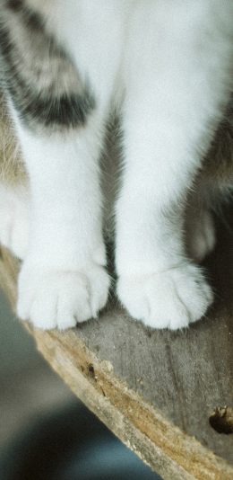 [2436x1125]猫爪 猫咪 爪子 毛茸茸 宠物 可爱 苹果手机壁纸图片