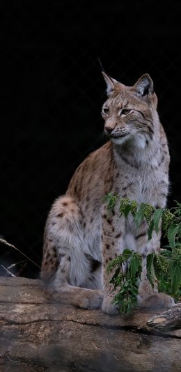 [2436x1125]猫科 猞猁 野外 凶猛 苹果手机壁纸图片