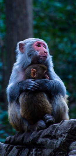 [2436x1125]猴子 亲子 灵长类 岩石 户外 苹果手机壁纸图片