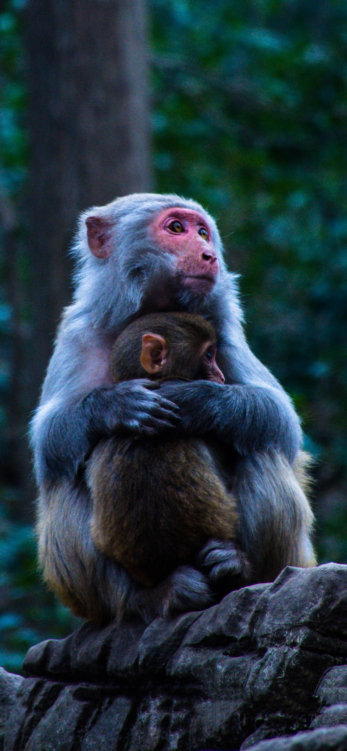 [2436×1125]猴子 亲子 灵长类 岩石 户外 苹果手机壁纸图片