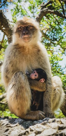 [2436x1125]猴子 亲子 灵长类 野外 岩石 苹果手机壁纸图片