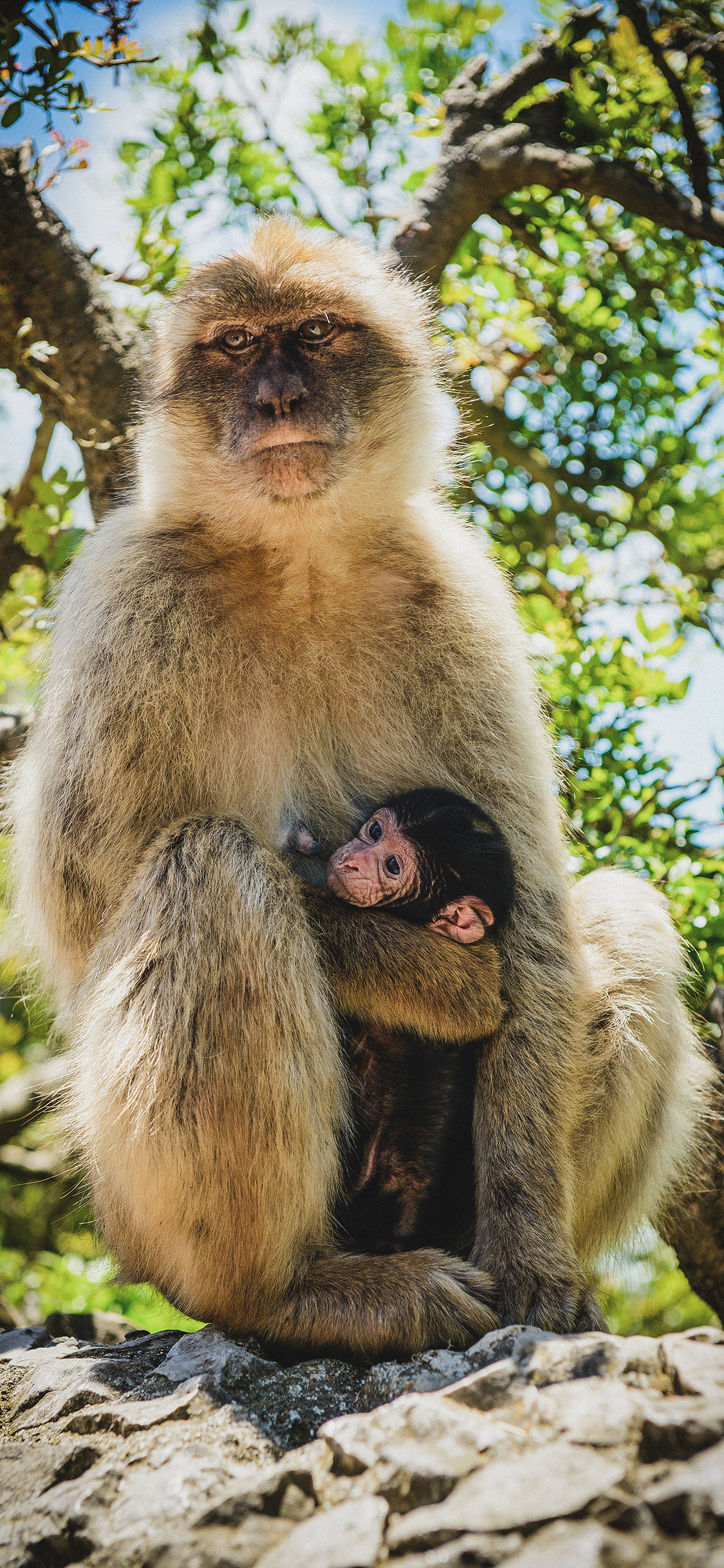 [2436×1125]猴子 亲子 灵长类 野外 岩石 苹果手机壁纸图片