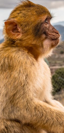[2436x1125]猴子 侧脸 猿类 野生 苹果手机壁纸图片