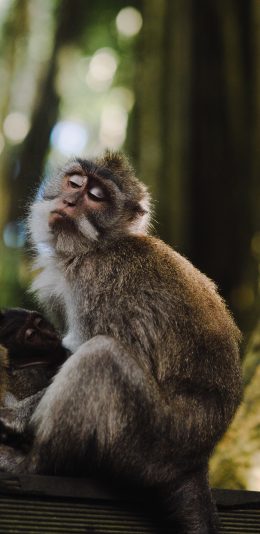 [2436x1125]猴子 动物 傲娇 猿类 苹果手机壁纸图片