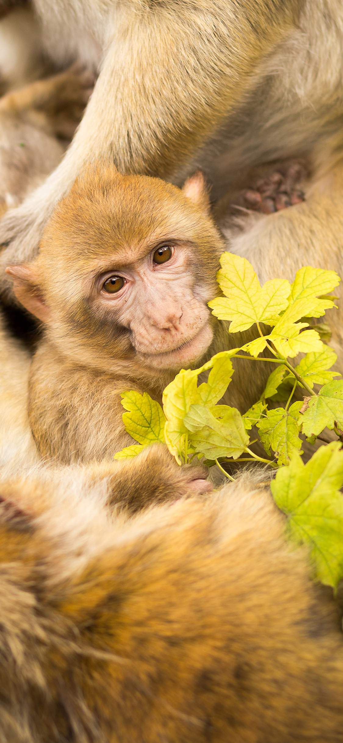 [2436×1125]猴子 动物 枝叶 幼仔 苹果手机壁纸图片