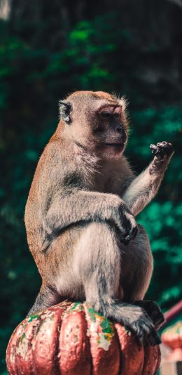 [2436x1125]猴子 南瓜 看爪子 坐立 动物园 苹果手机壁纸图片