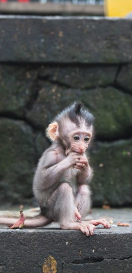 [2436x1125]猴子 台阶 觅食 灵长类 苹果手机壁纸图片