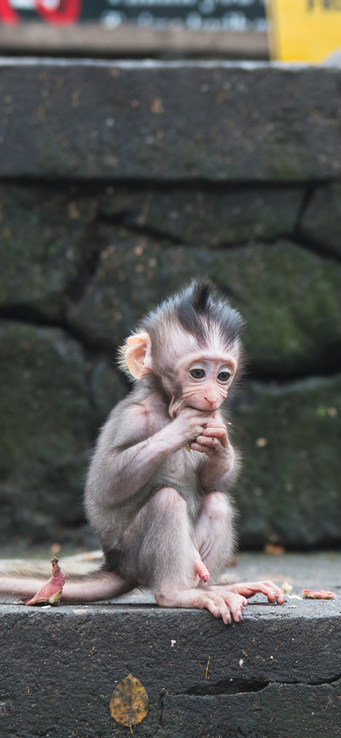 [2436×1125]猴子 台阶 觅食 灵长类 苹果手机壁纸图片