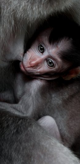[2436x1125]猴子 幼仔 亲子 灵长类 苹果手机壁纸图片