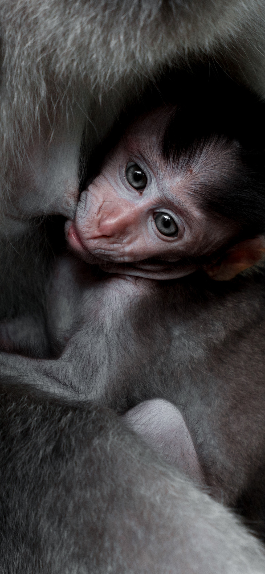 [2436×1125]猴子 幼仔 亲子 灵长类 苹果手机壁纸图片