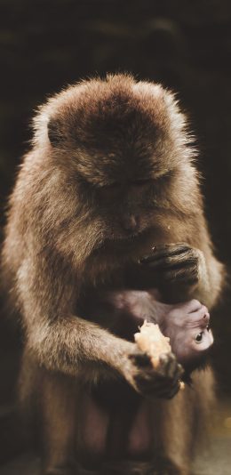 [2436x1125]猴子 幼仔 喂食 皮毛 苹果手机壁纸图片