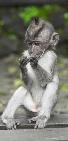 [2436x1125]猴子 幼仔 灵长类 小巧 皮毛 苹果手机壁纸图片