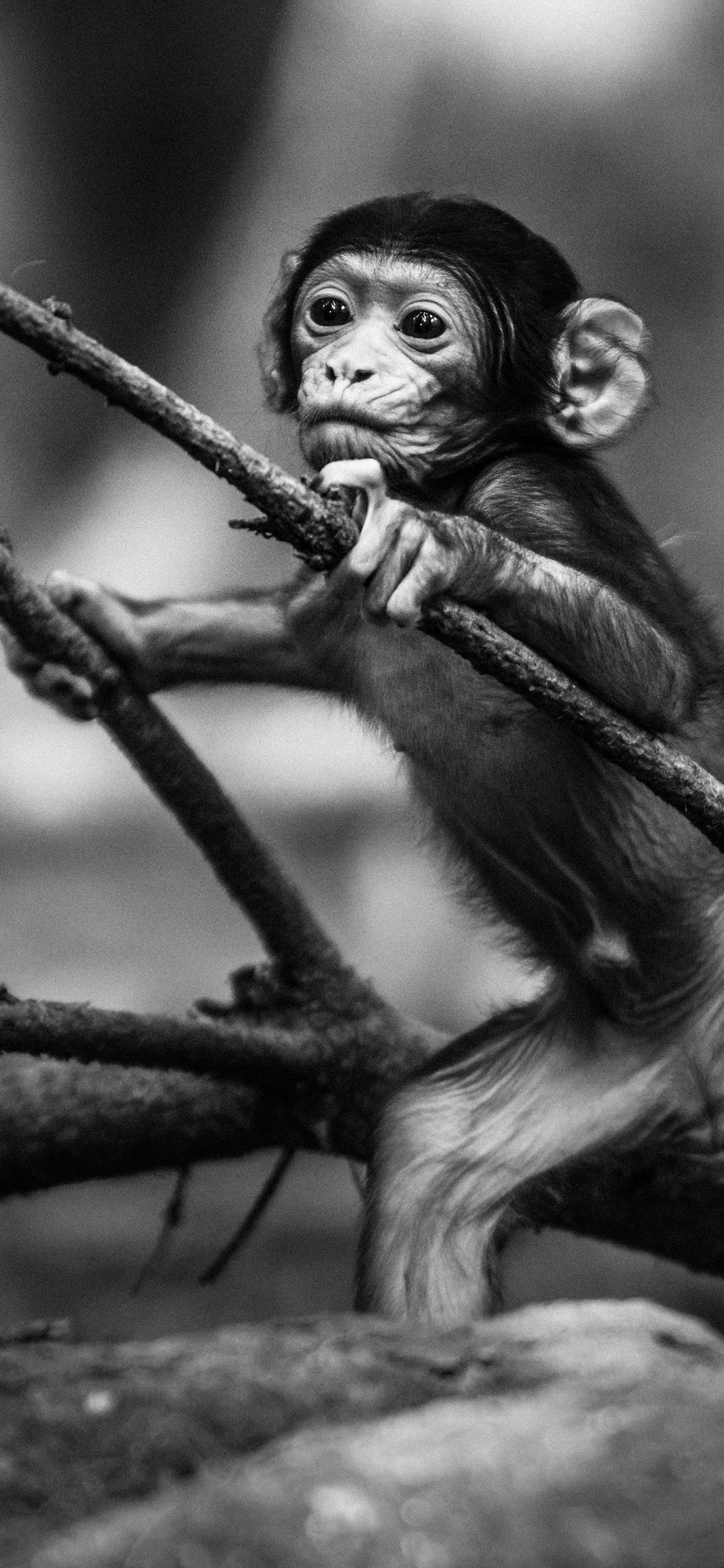 [2436×1125]猴子 幼崽 黑白 攀爬 苹果手机壁纸图片