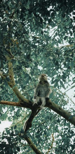 [2436x1125]猴子 树干 树枝 灵长类 苹果手机壁纸图片