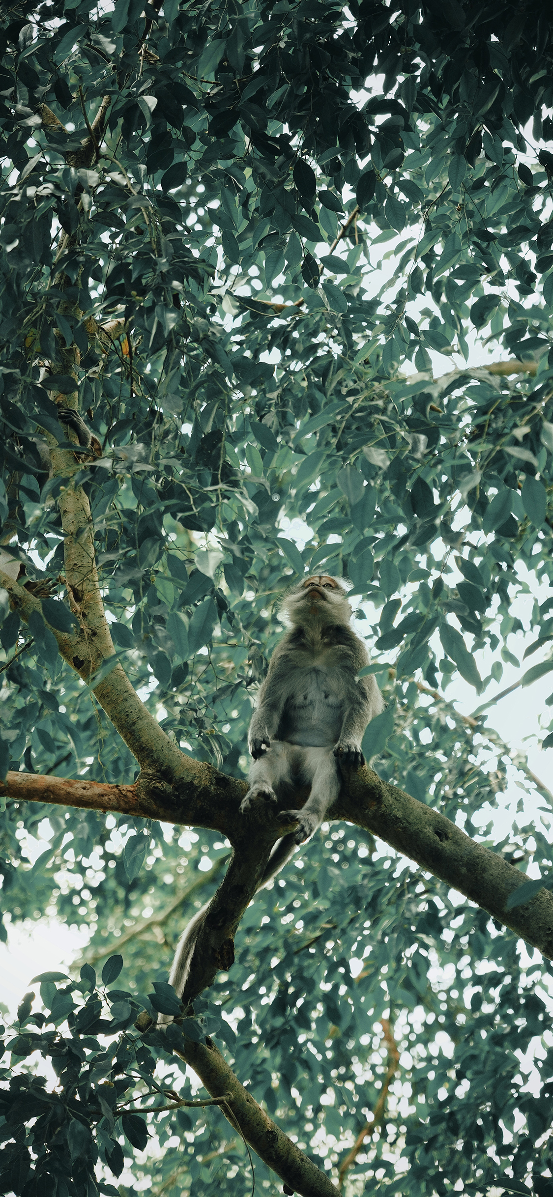 [2436×1125]猴子 树干 树枝 灵长类 苹果手机壁纸图片