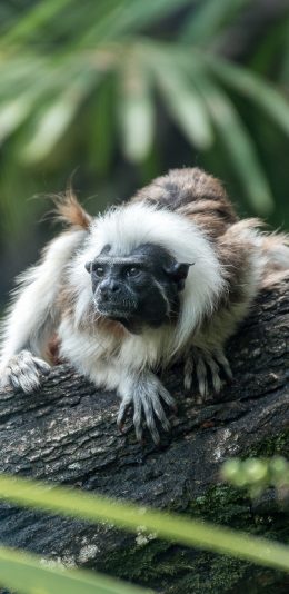 [2436x1125]猴子 树干 灵长类 户外 苹果手机壁纸图片