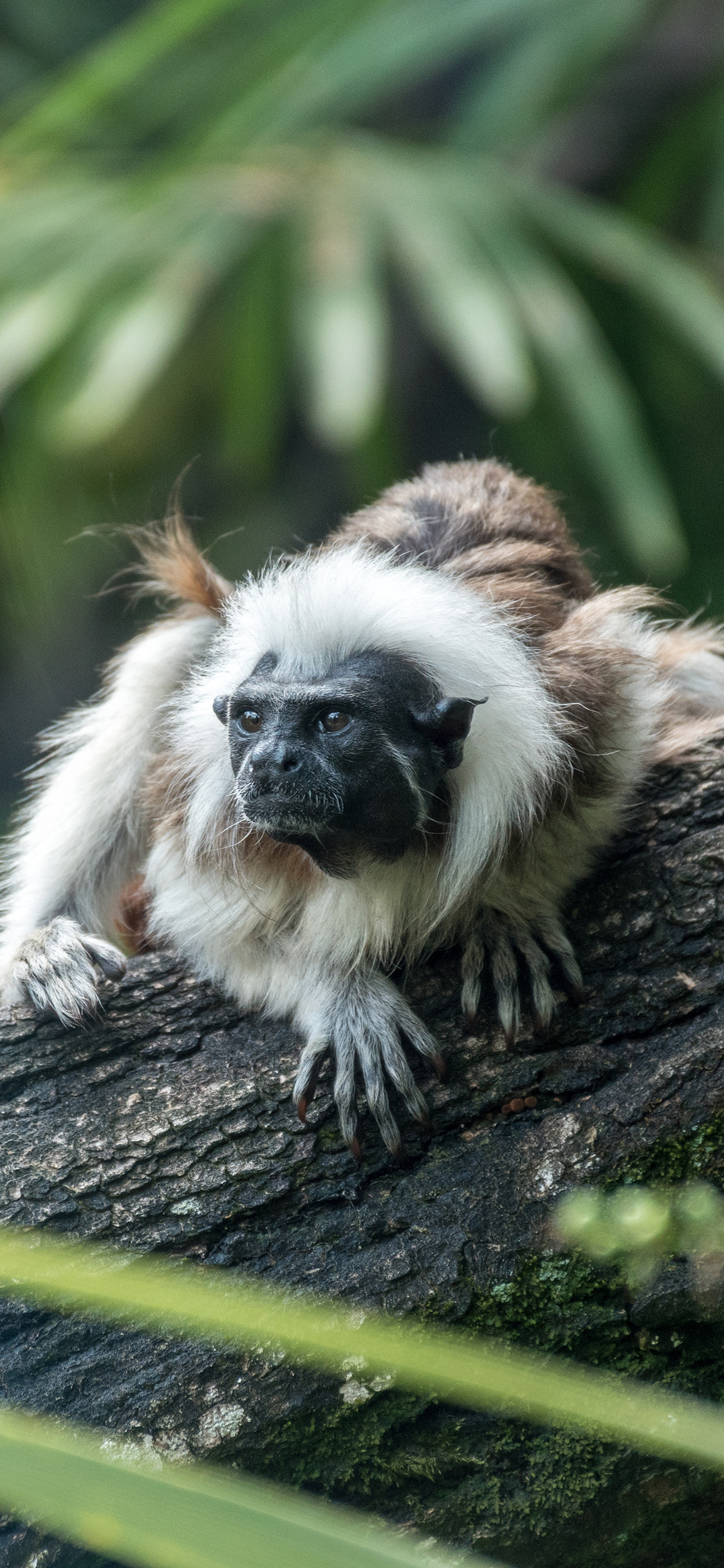 [2436×1125]猴子 树干 灵长类 户外 苹果手机壁纸图片