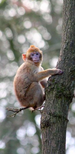 [2436x1125]猴子 树干 皮毛 灵长类 苹果手机壁纸图片