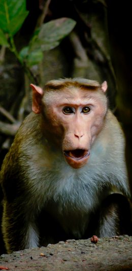 [2436x1125]猴子 树林 精致 皮毛 灵长类 苹果手机壁纸图片