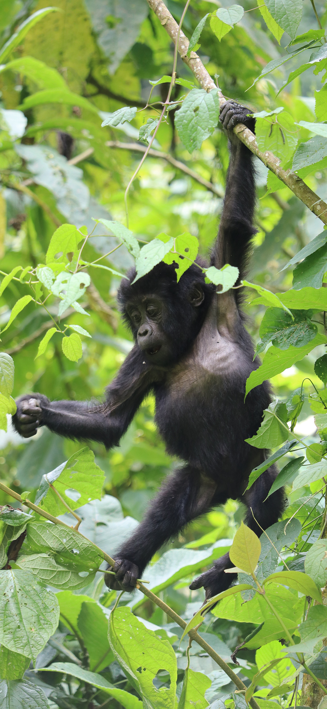 [2436×1125]猴子 树枝 丛林 攀爬 灵长类 苹果手机壁纸图片
