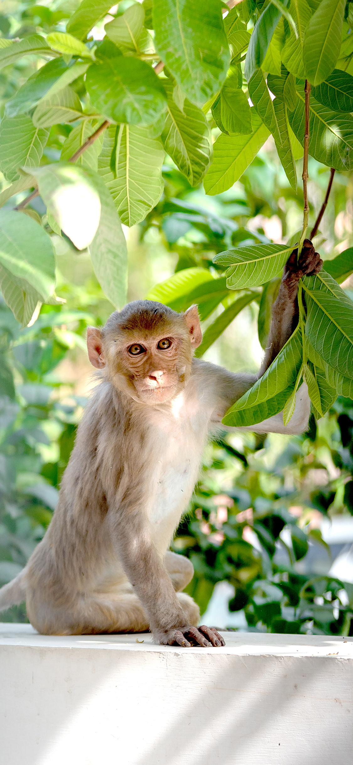 [2436×1125]猴子 树枝 枝叶 灵长类 苹果手机壁纸图片