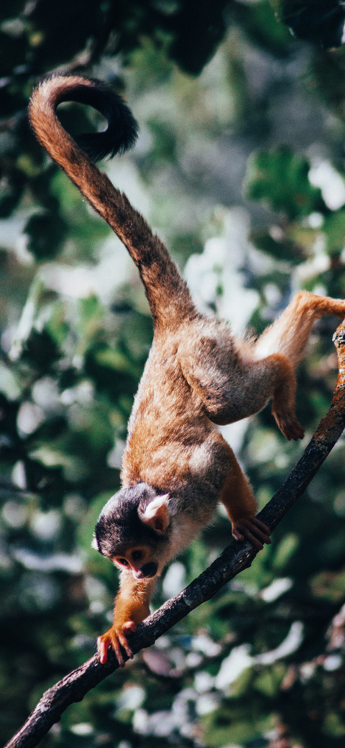 [2436×1125]猴子 树枝 爬行 灵敏 尾巴 苹果手机壁纸图片