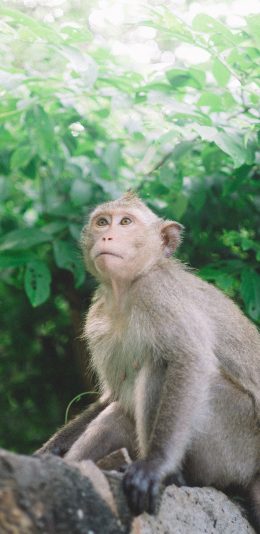 [2436x1125]猴子 树枝 野外 树木 苹果手机壁纸图片