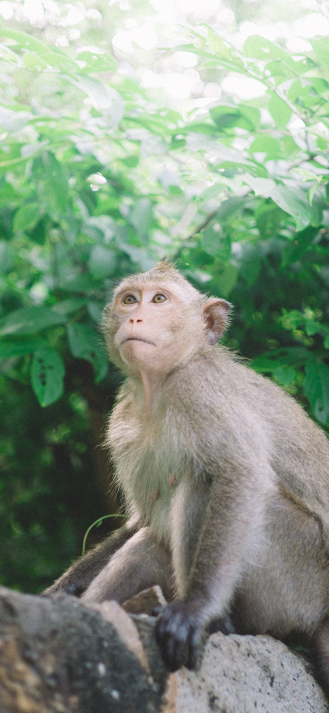 [2436×1125]猴子 树枝 野外 树木 苹果手机壁纸图片