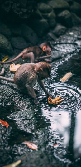[2436x1125]猴子 水池 落叶 野外 苹果手机壁纸图片