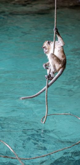 [2436x1125]猴子 水面 绳索 皮毛 灵长类 苹果手机壁纸图片