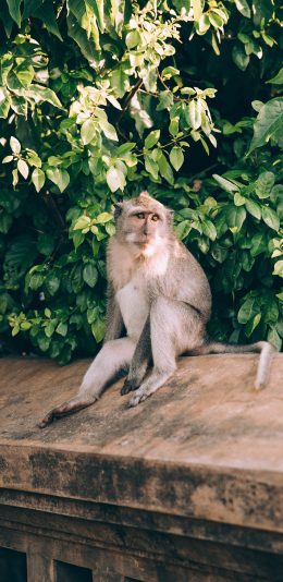 [2436x1125]猴子 灵长类  绿叶 屋檐 苹果手机壁纸图片