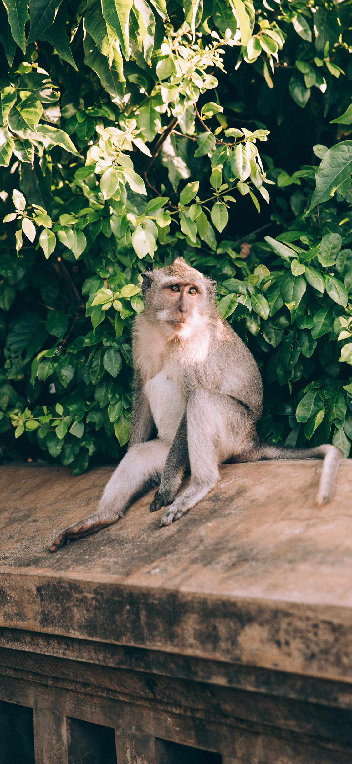 [2436×1125]猴子 灵长类  绿叶 屋檐 苹果手机壁纸图片