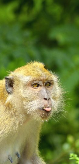 [2436x1125]猴子 灵长类 吐舌 皮毛 苹果手机壁纸图片