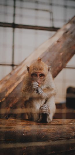 [2436x1125]猴子 灵长类 树桩 动物园 苹果手机壁纸图片