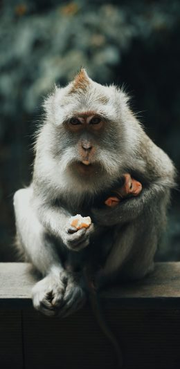 [2436x1125]猴子 灵长类 皮毛 喂食 苹果手机壁纸图片
