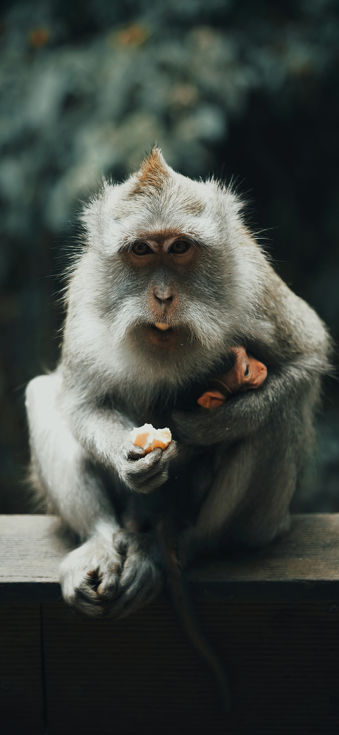 [2436×1125]猴子 灵长类 皮毛 喂食 苹果手机壁纸图片