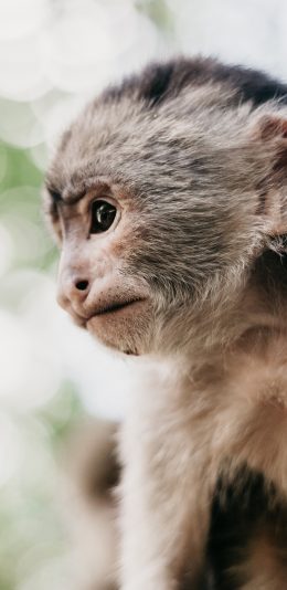 [2436x1125]猴子 灵长类 皮毛 幼仔 苹果手机壁纸图片