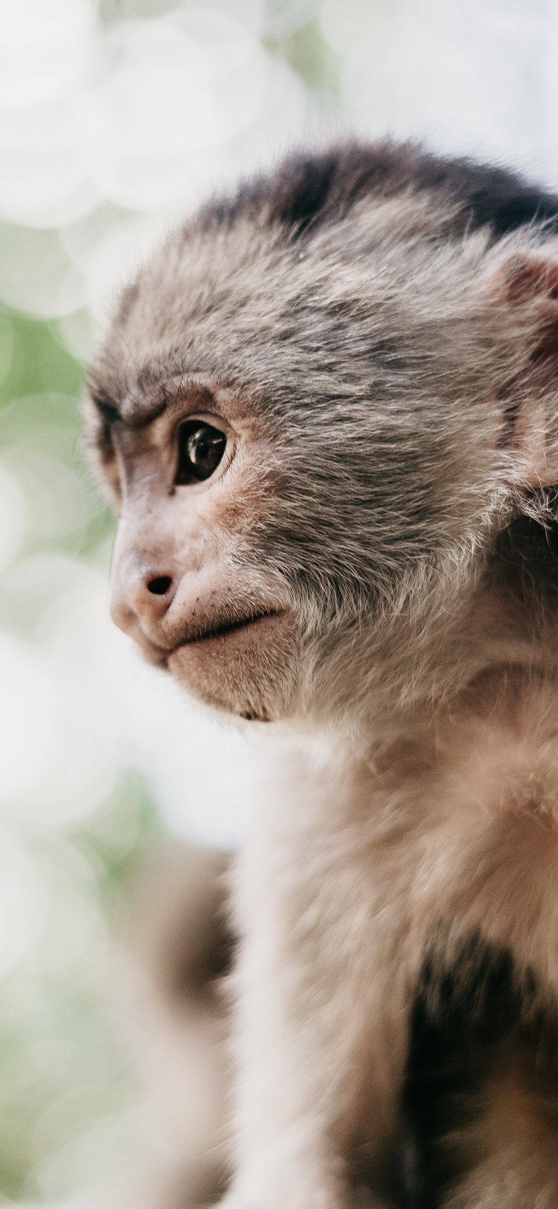 [2436×1125]猴子 灵长类 皮毛 幼仔 苹果手机壁纸图片
