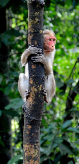 [2436x1125]猴子 爬树 树干 野外 苹果手机壁纸图片