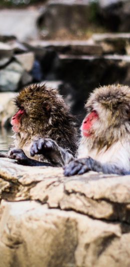 [2436x1125]猴子 猕猴 泡温泉 聪明 苹果手机壁纸图片