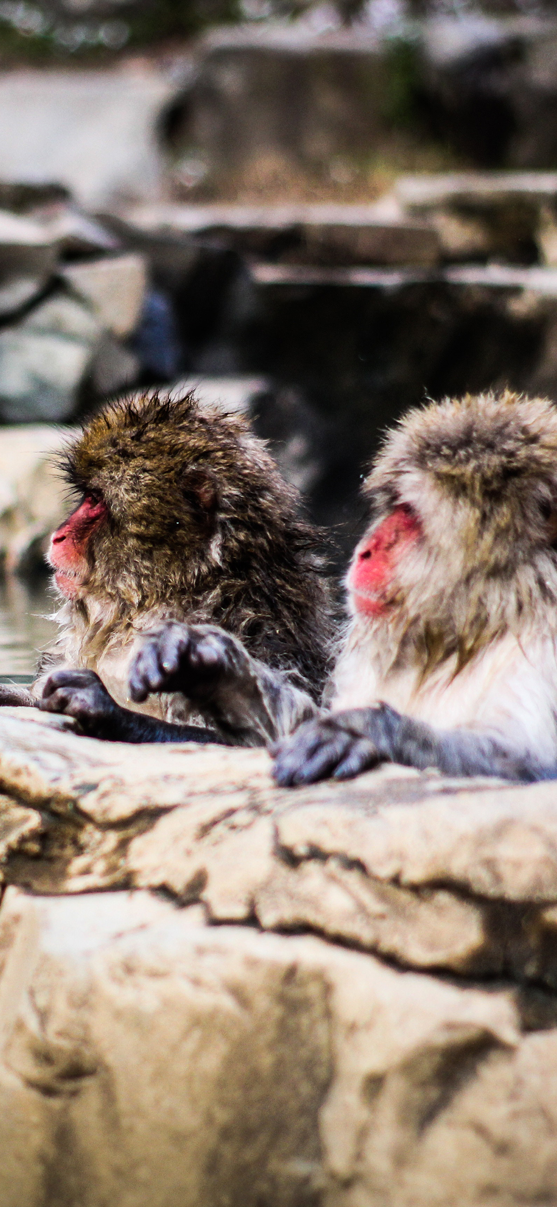 [2436×1125]猴子 猕猴 泡温泉 聪明 苹果手机壁纸图片
