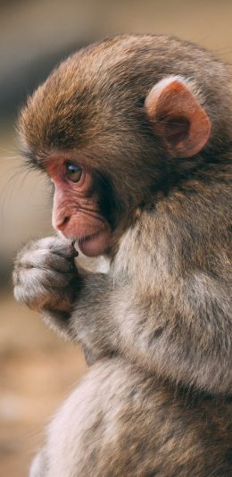[2436x1125]猴子 猿类 小猴 毛发 苹果手机壁纸图片