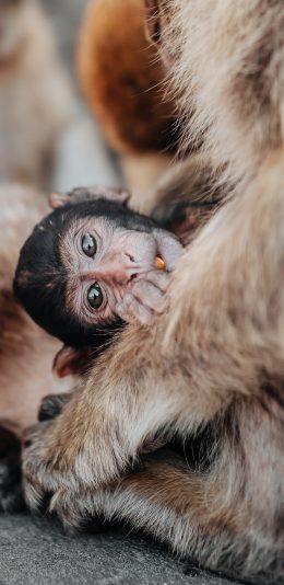 [2436x1125]猴子 猿类 幼猴 毛发 苹果手机壁纸图片