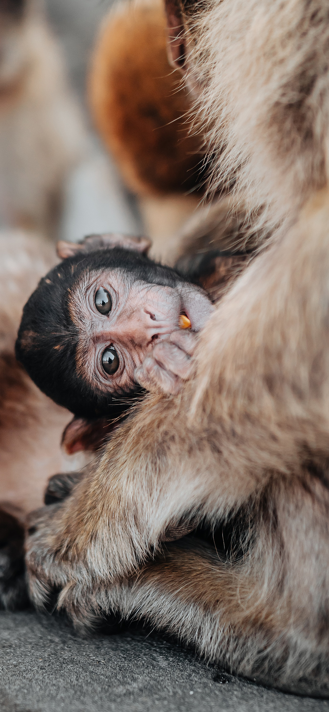 [2436×1125]猴子 猿类 幼猴 毛发 苹果手机壁纸图片