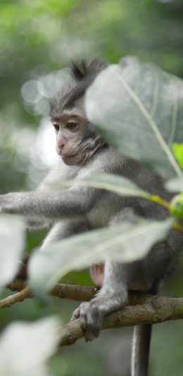 [2436x1125]猴子 猿类 枝干 幼崽 苹果手机壁纸图片