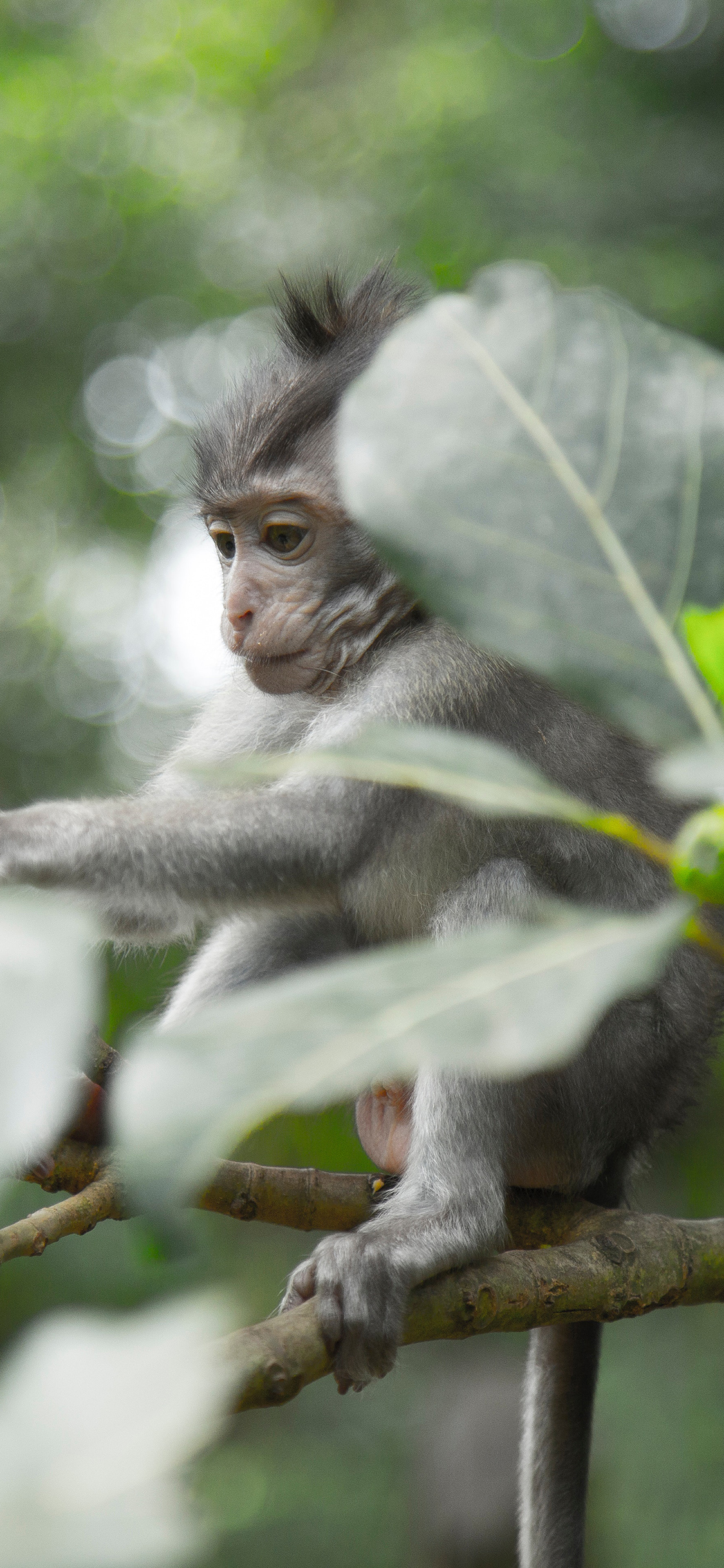 [2436×1125]猴子 猿类 枝干 幼崽 苹果手机壁纸图片