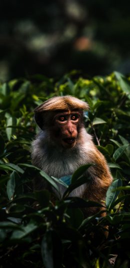 [2436x1125]猴子 猿类 树丛 毛发 中分 苹果手机壁纸图片
