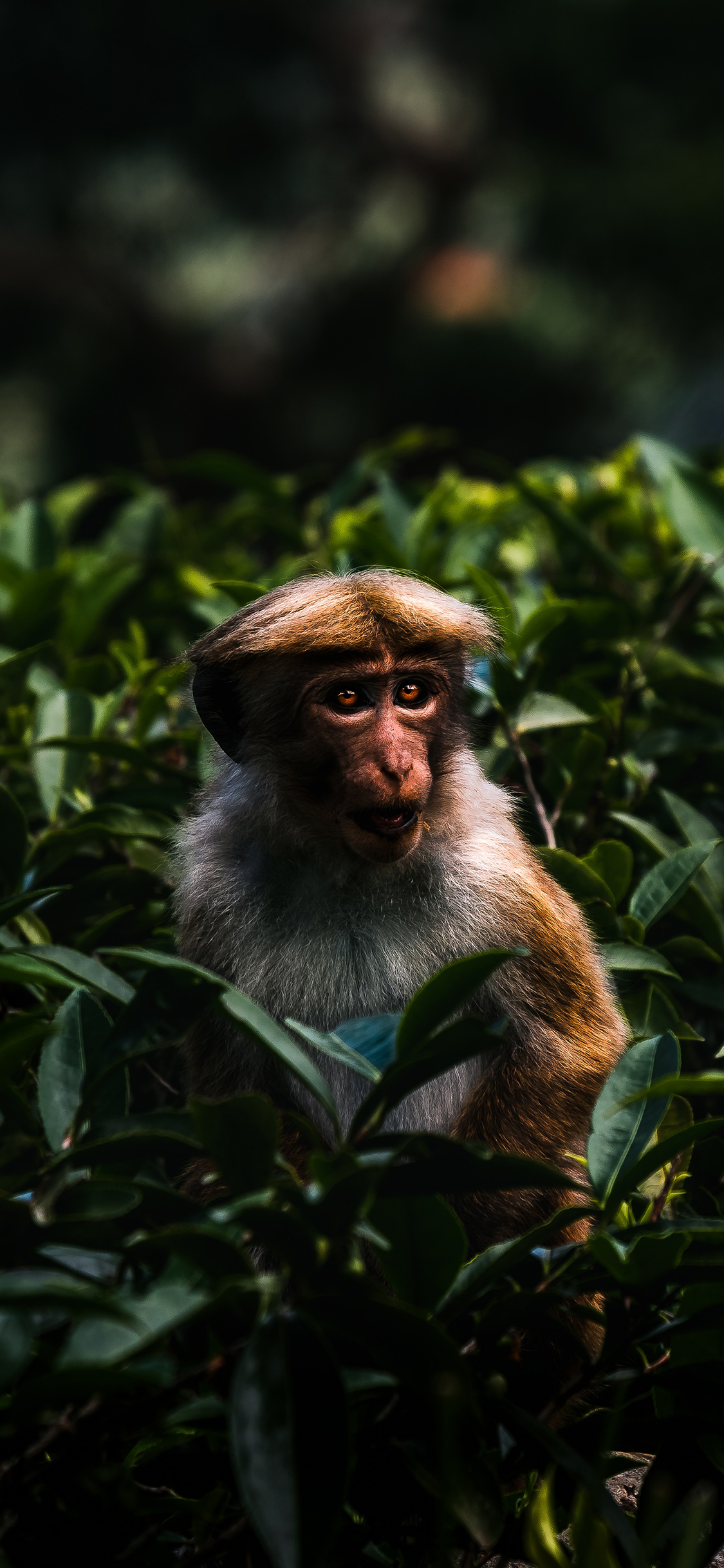 [2436×1125]猴子 猿类 树丛 毛发 中分 苹果手机壁纸图片