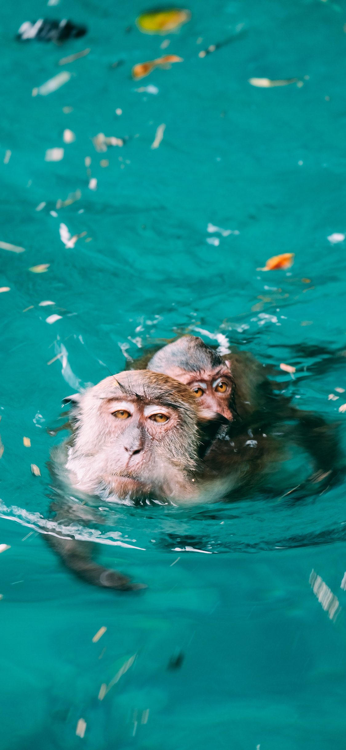 [2436×1125]猴子 猿类 水池 游泳 苹果手机壁纸图片